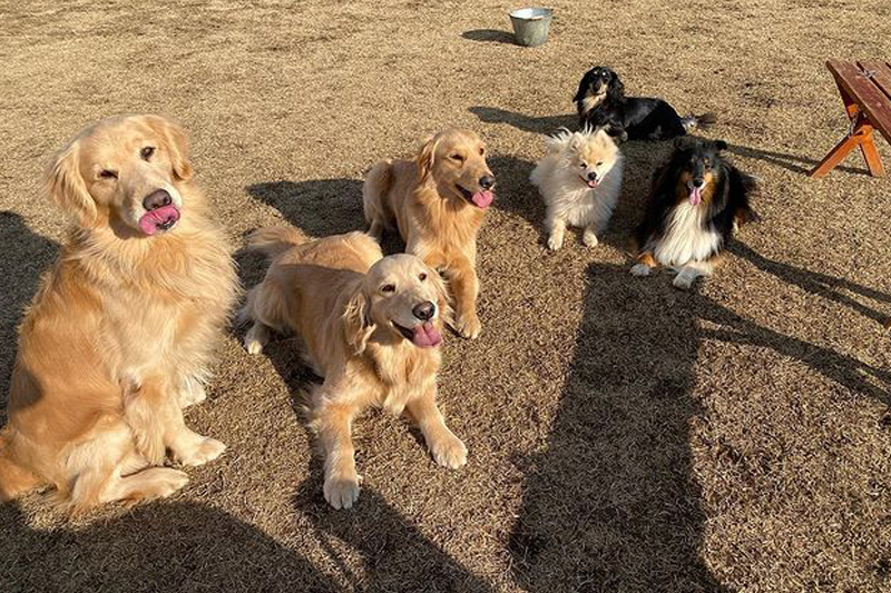 飼い始めのワンちゃんから成犬まで